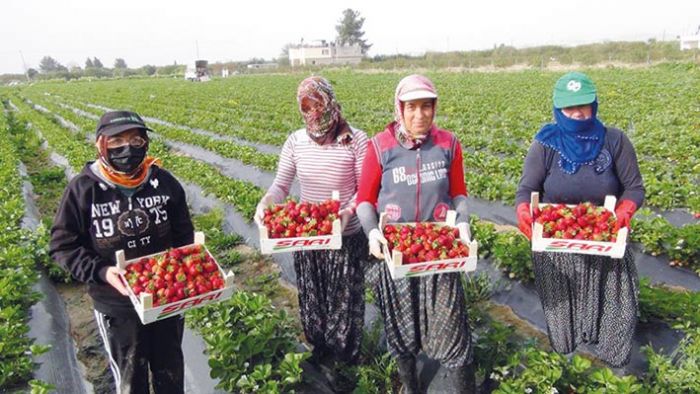 Mersinde bu yl 70 bin ton ilek hasad bekleniyor