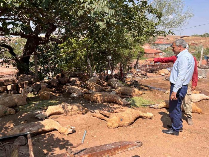 Hayvanlar itikleri sudan zehirlenerek telef oldu