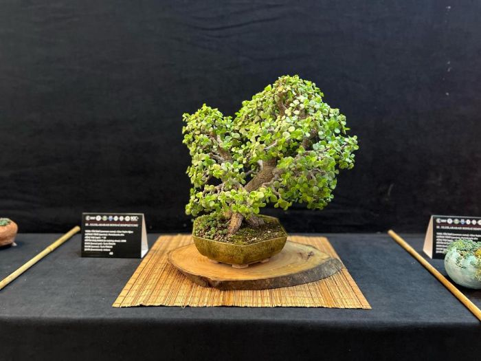 3. Uluslararas Bonsai Sempozyumu gerekletirildi