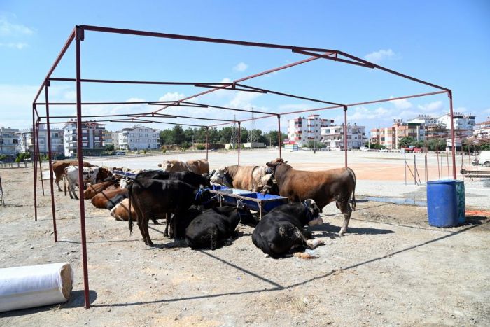 Manavgat Belediyesi Kurban Bayram hazrlklarn balatt