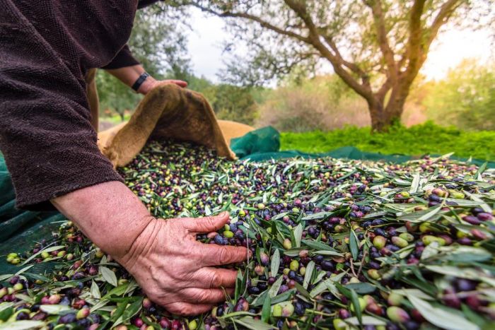 Aydn'n nemli rnlerinden sofralk zeytin, ihracatta 200 milyon dolara kouyor