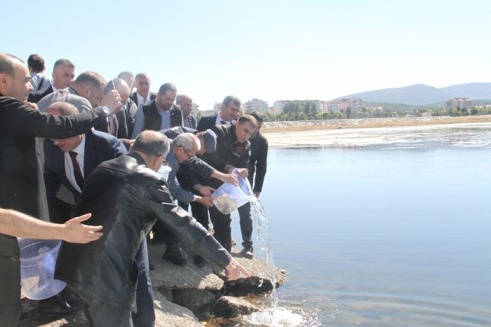 Konya'da gle yavru sazan balklar salnd