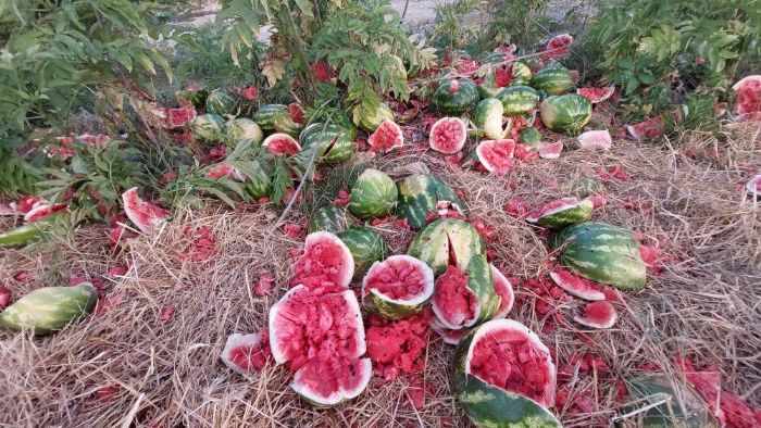 Samsun'da yol kenarna atlan karpuzlar dikkat ekti