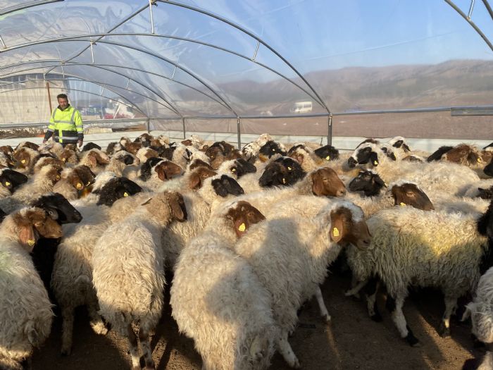 Erdemli Belediyesi al yapt, hayvanlar souktan lmekten kurtarld