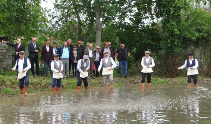 Bafra Ovas’nda eltik tohumlar toprakla buluuyor