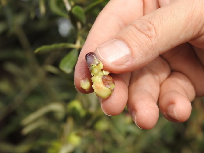 Kilis Zeytin reticileri Yaan Yamurun Bereketini Yayor