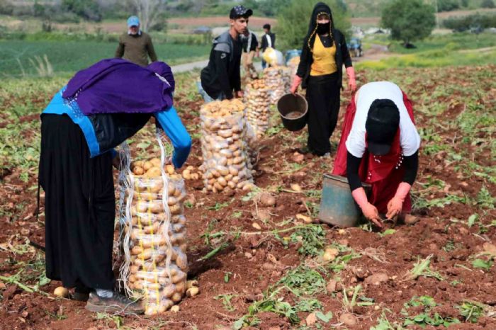 Turfanda patates hasad balad