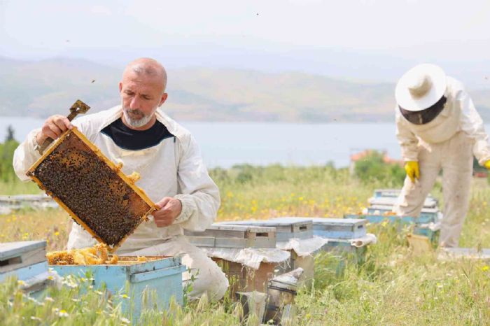 Toz tanm polen ve nektara ulam zorlatrd, arlar strese girdi