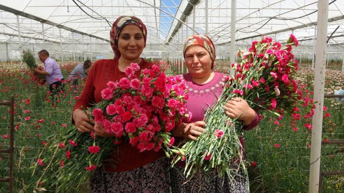 Isparta'nn karanfilleri Avrupa'y renklendiriyor