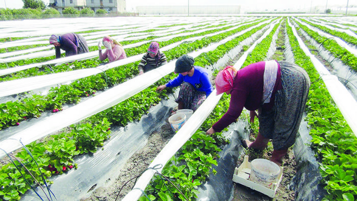 Mersin’de akta ilek hasad balad: 80 bin ton rn bekleniyor  