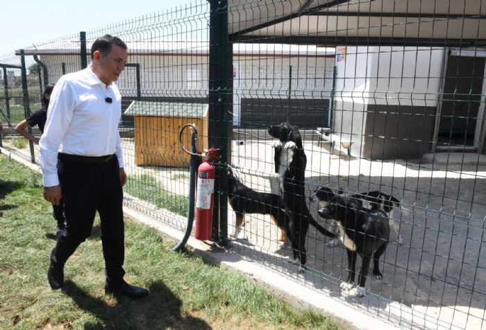 Yeniehirde sokak hayvanlar sahiplendiriliyor