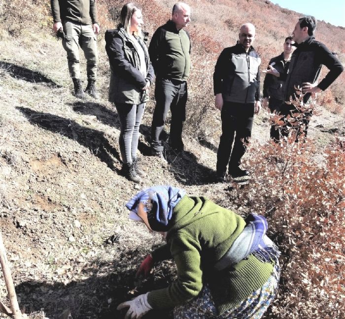 Simavda 70 bin fidan toprakla buluuyor   