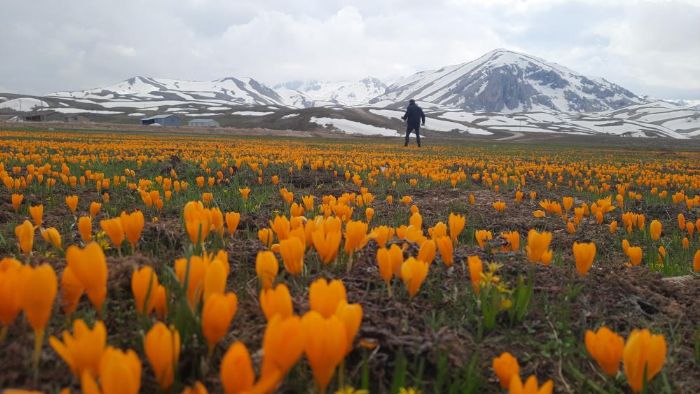 Erigl tabii gzellikleriyle hayran brakyor