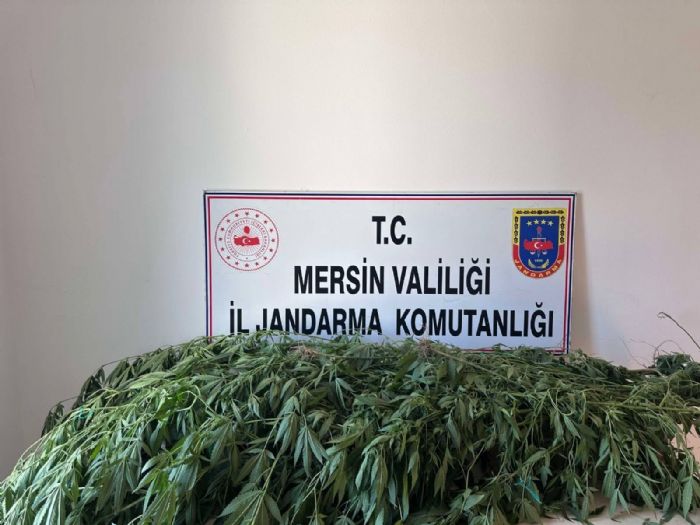 Mersin'de kenevir operasyonu