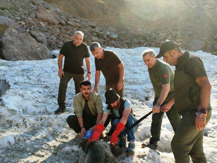 Hakkaride kafas tenekeye skan yavru ay DKMP ekipleri tarafndan kurtarld   