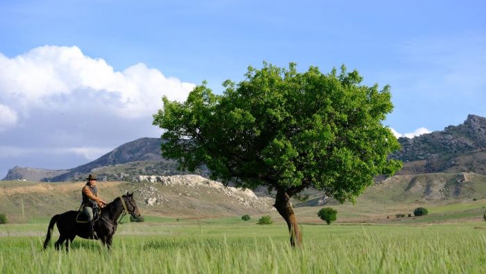 Dereye den yavru ylk at byle kurtarld